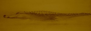 ALLIGATOR LONG